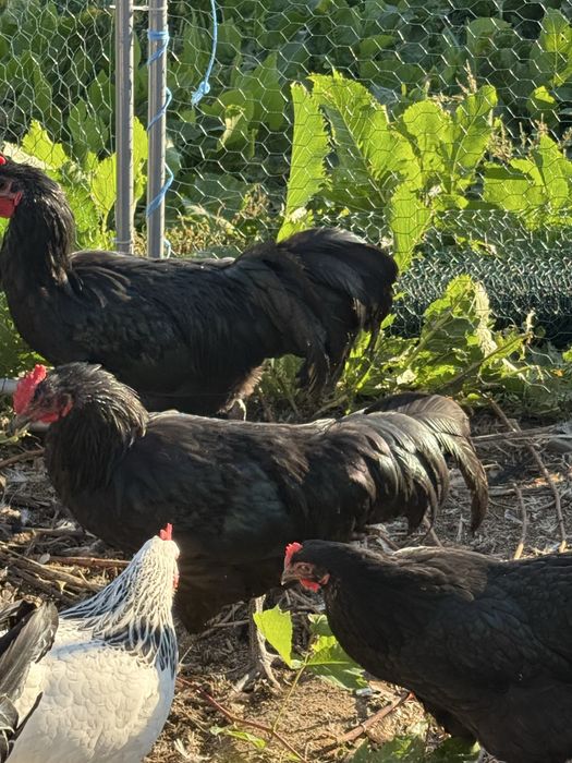 Cocosi australorp, sussex, cream legbar