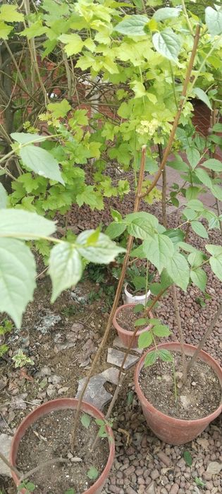 Продается жасмин для сада(чубушник)