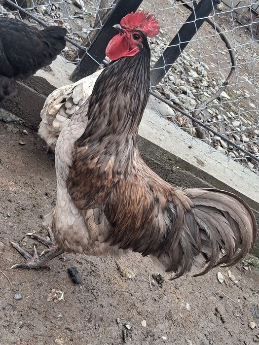 Oua gaini austrolorp