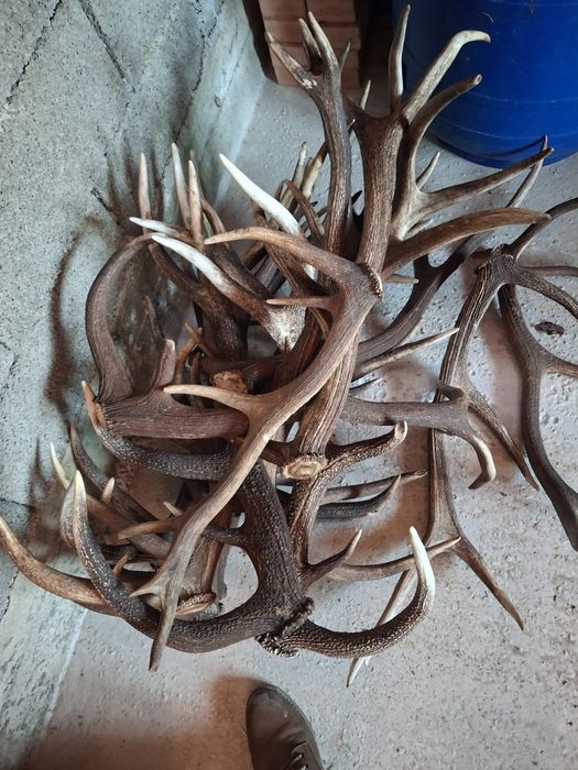 Coarne de cerb perechi