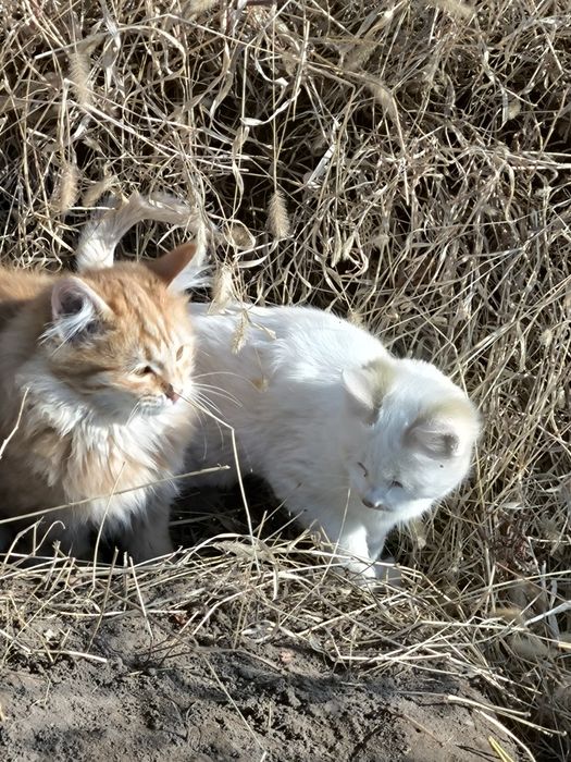 Котенок девочка 4 месяца