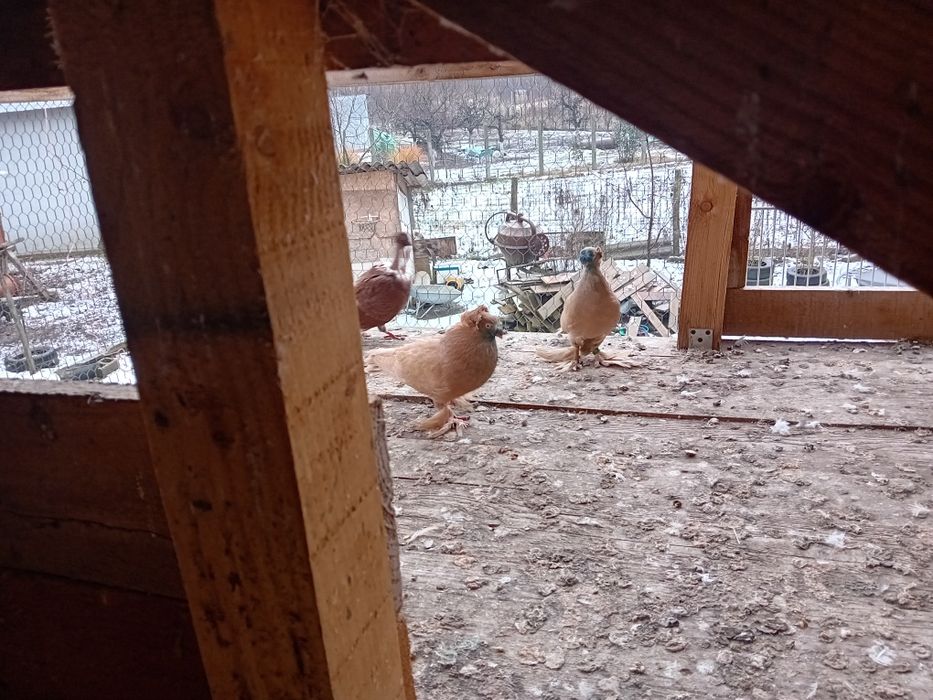 Vand schimb porumbei jucatori de botosani