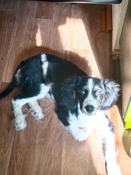 Отдам щенка в добрые руки