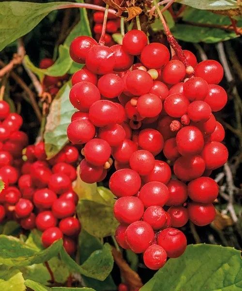 Arbuști Fructiferi (Schisandra )