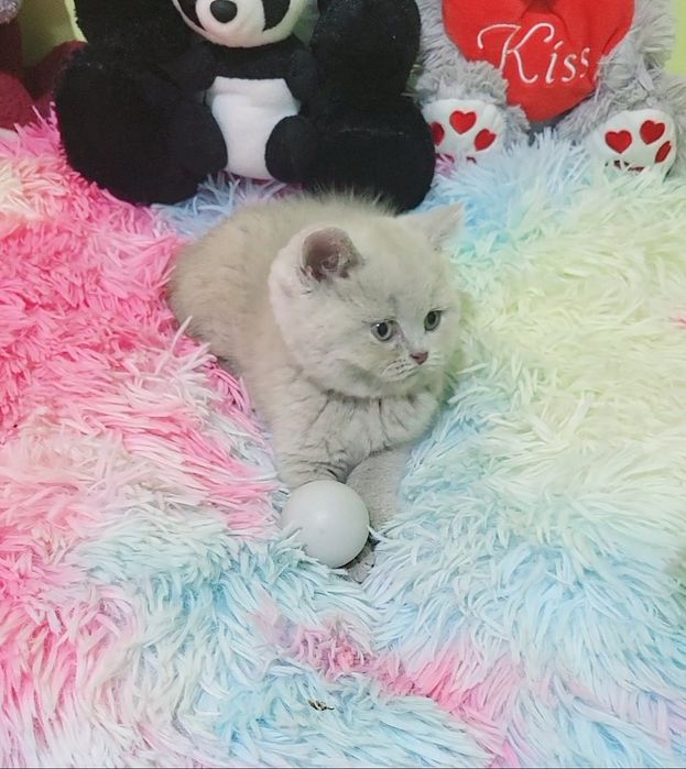 British shorthair