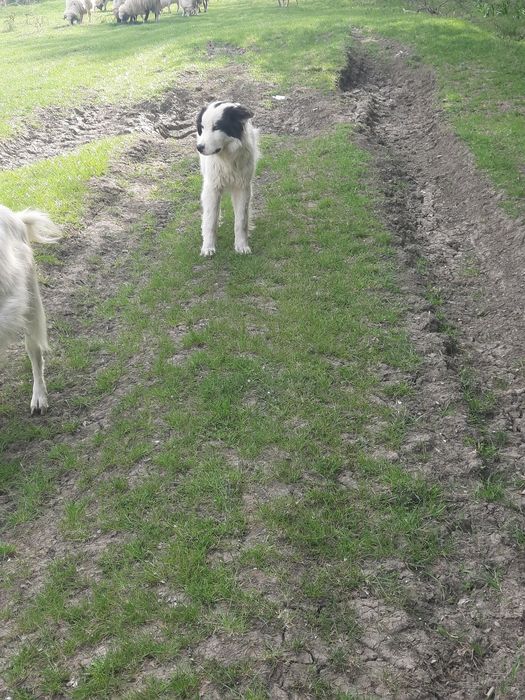 Vând  doi berbecuți