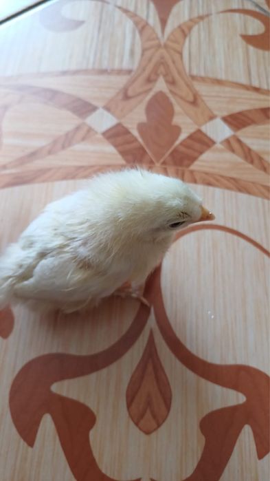 Цыплята недельные сорт Адлер