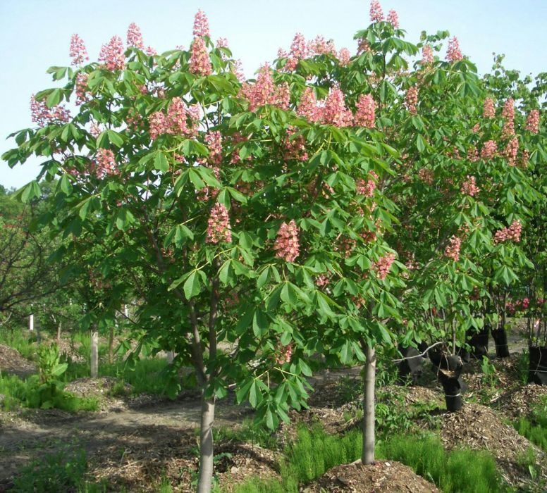 PEPINIERA/ mesteacan, platan, tei, magnolia, tuia, pin, platan, tuia