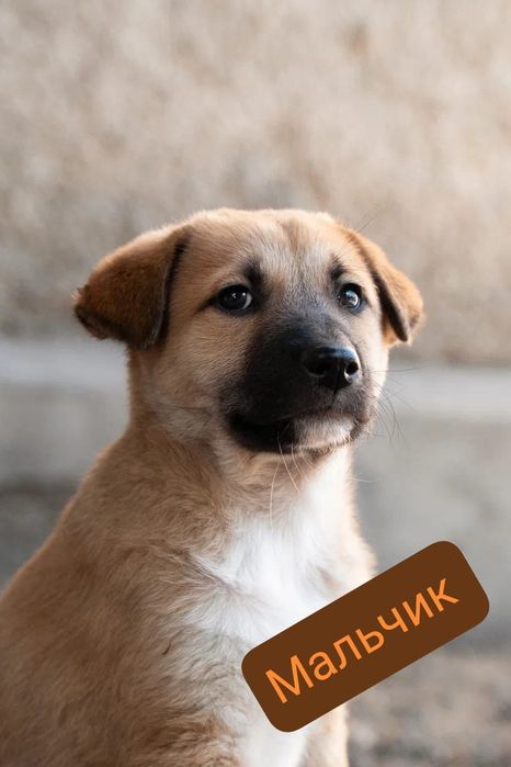 Срочно ищут дом!