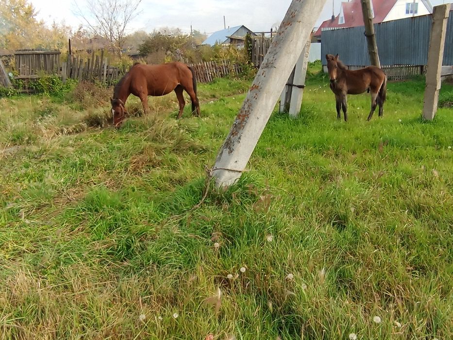 Продам кобылку с жеребёноком