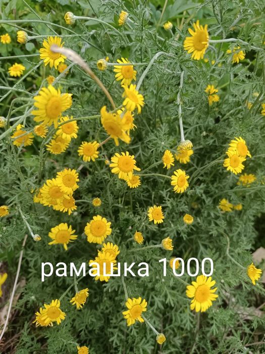 Продам цветы многолетний