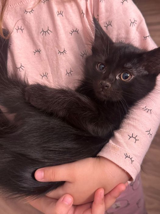 Отдам котят в хорошие руки