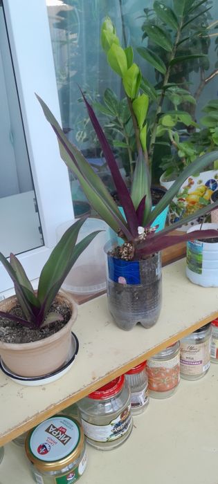 Комнатные цветы .