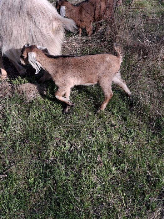 Vând iezi și iedițe metis anglonubian