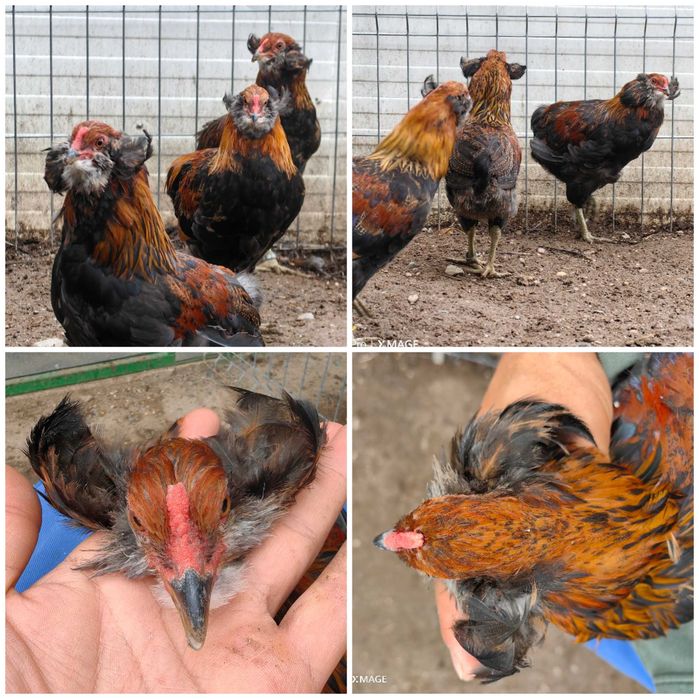Cocosi cu favoriti rasa pura araucana argintiu potarnichiu gat auriu