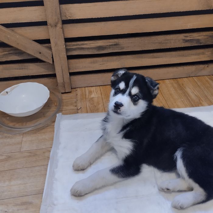 Отдам в добрые руки