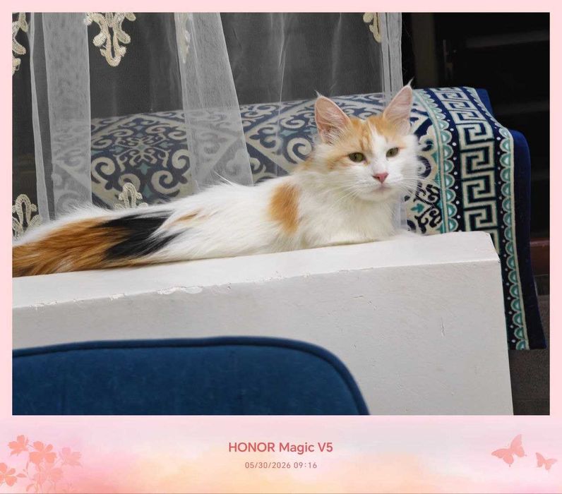 Кошка, стерилизованная, очень милая подруга