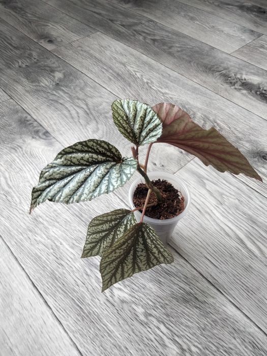 Бегония , комнатные растения