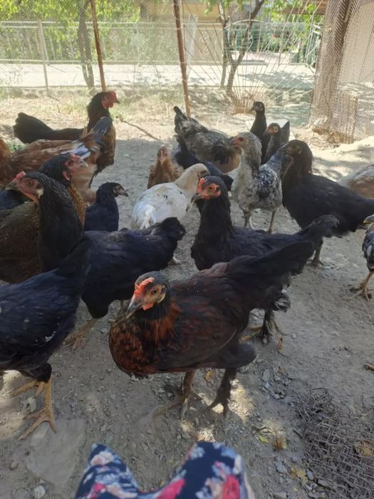 Juja g‘urozlar sotiladi uydiki