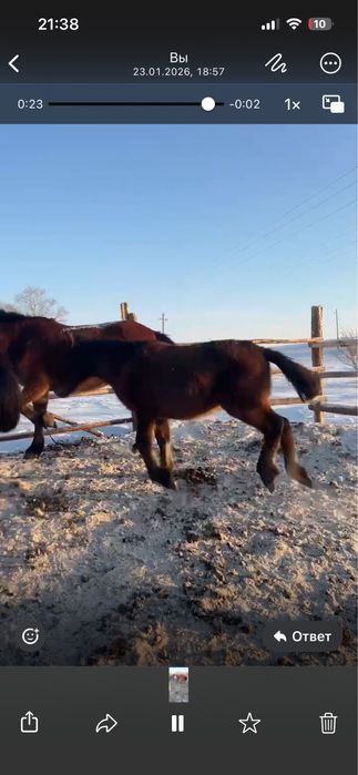 Продам жабагы еркек !