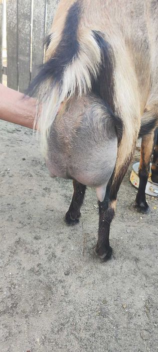 Capre de rasă Sannen-Alpină Franceză