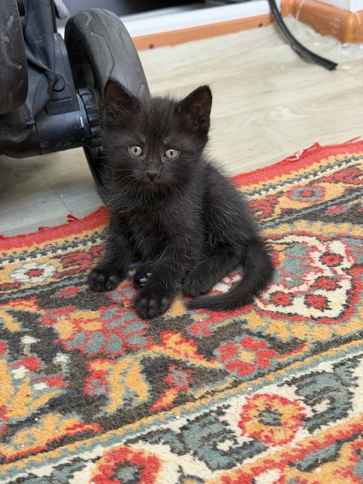 Котята маленькие