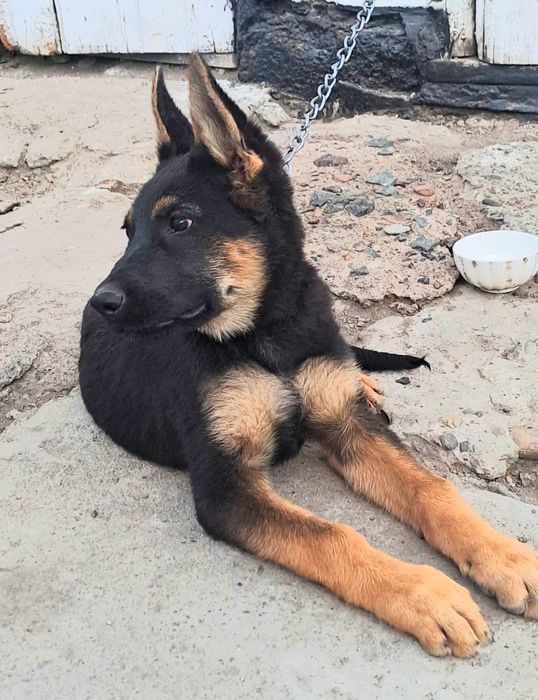 Животное овчарка