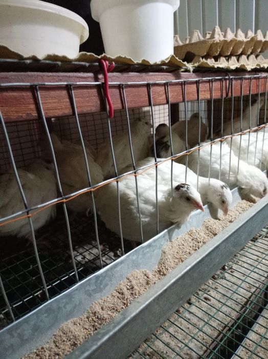 БЕДАНА жужалари гигант.