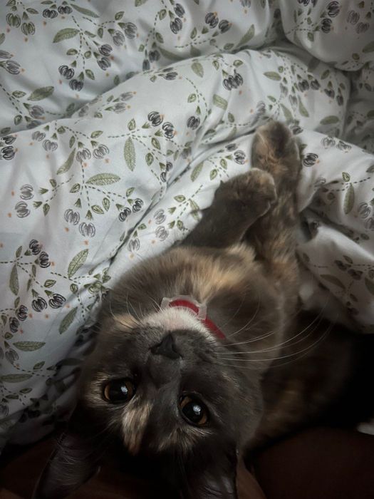 Кошка в хорошие руки