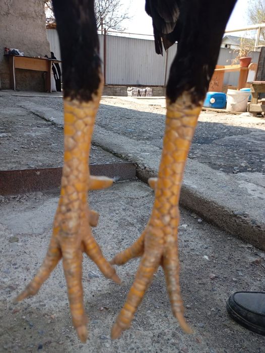 Дакан нннннннннннн