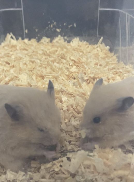 Хомячки красивые