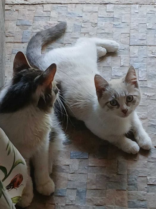 Подарявам домашно коте