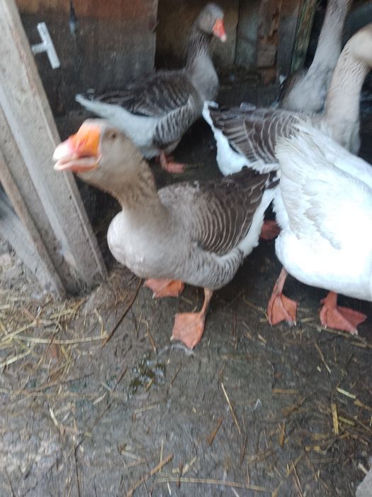 Vind 15 boboci, pui de giscă de aproape 2 luni jumate