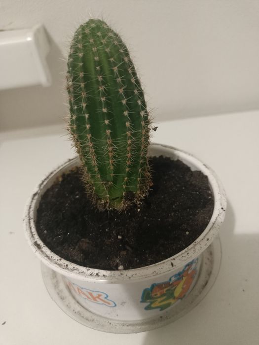 Кактус эхинопсис