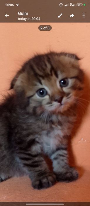 Laqab barsik oʻyinqaroq