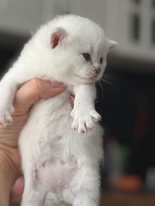 Британски коларпоинт котета