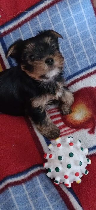 Продам щенков йорка, рассрочка каспи