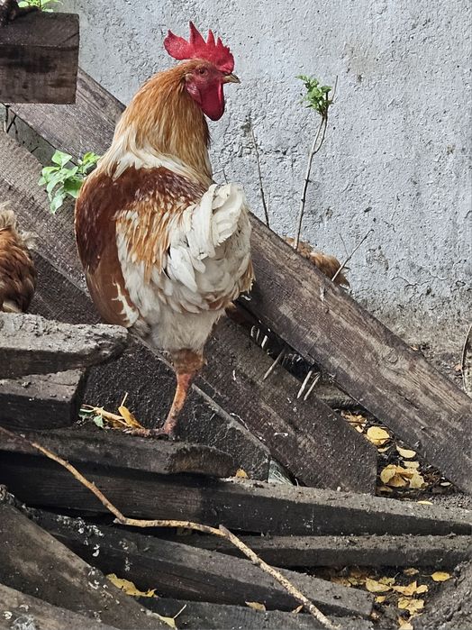 Продам домашних петухов.