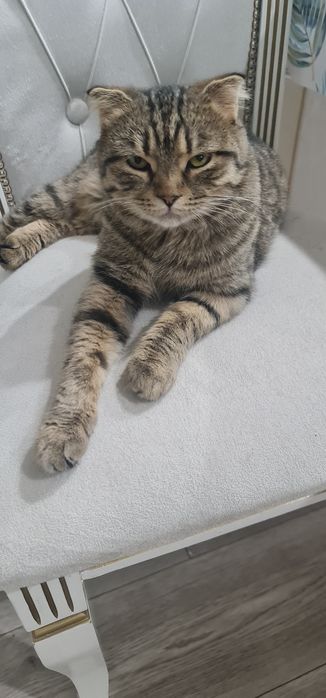 Кошечка бесплатно