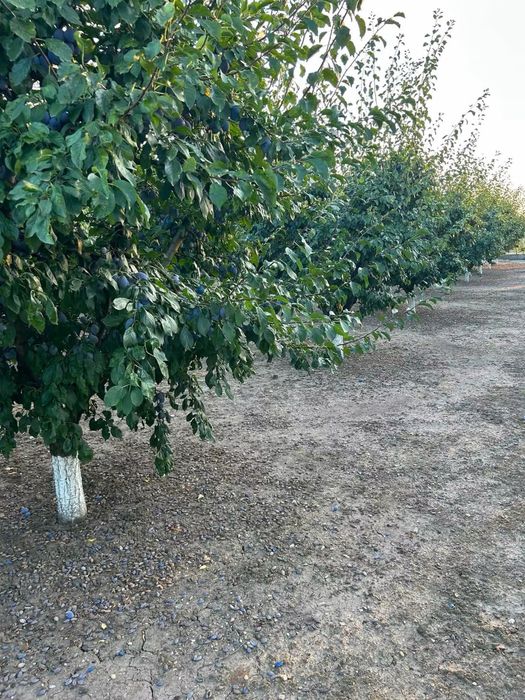 Prune compot/tuica