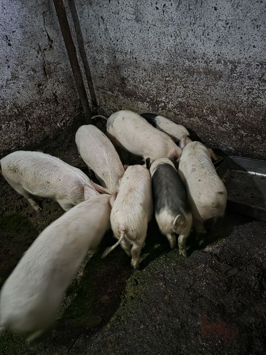 Малки прасенца 25 -30 кг