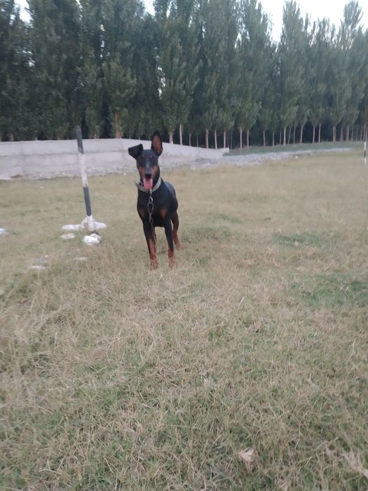 Oladiganla tel qila omasalarib tel qilib  bezovta qimela it 1yoshi