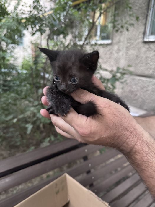 Котята в хорошие руки