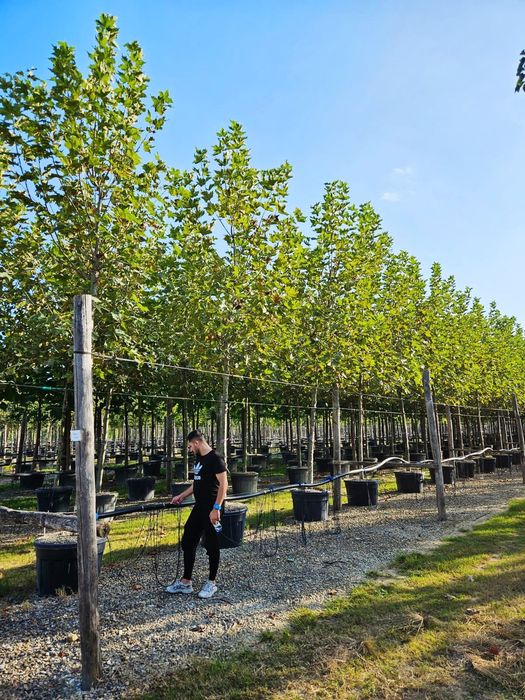 Vând copaci foioși de mai multe dimensiuni