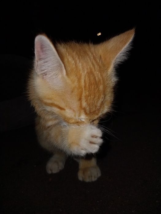 Отдам котята в хорошие руки!!!