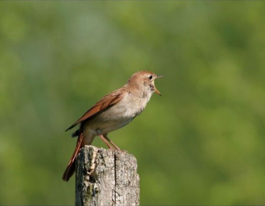 Shama qush sotiladi bulbul bor