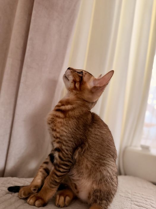 Котенок Бенгал/Абиссин