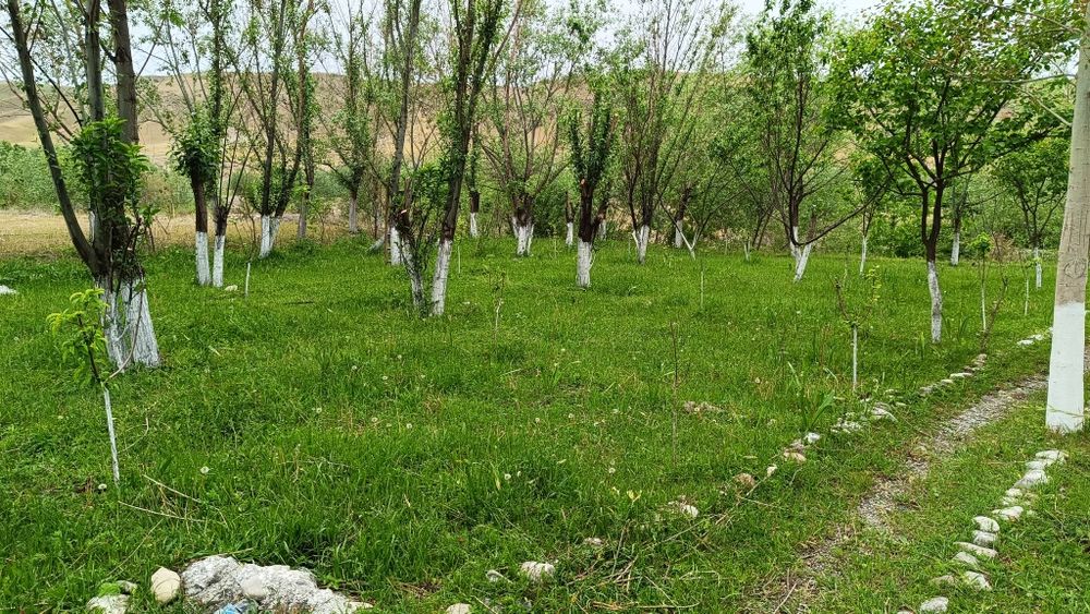 Zomin Sihatgohiga ketish yo'lida joylashgan uchastka Sotiladi