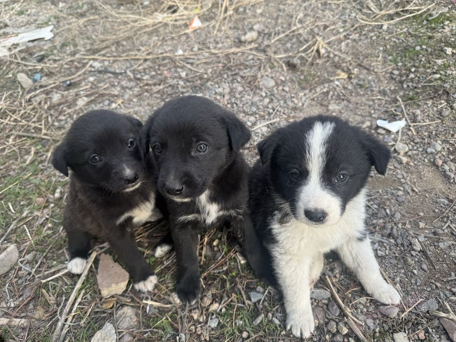 Щенок / щенята, Собака / собаки