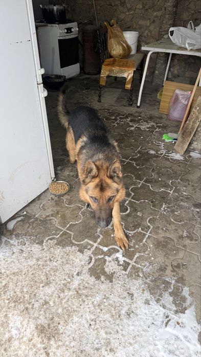 Найдена собака Овчарка